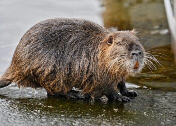 Un'esemplare di nutria