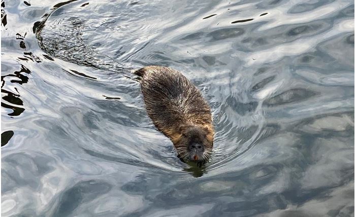 La nutria “comasca” non abbandona il Lario