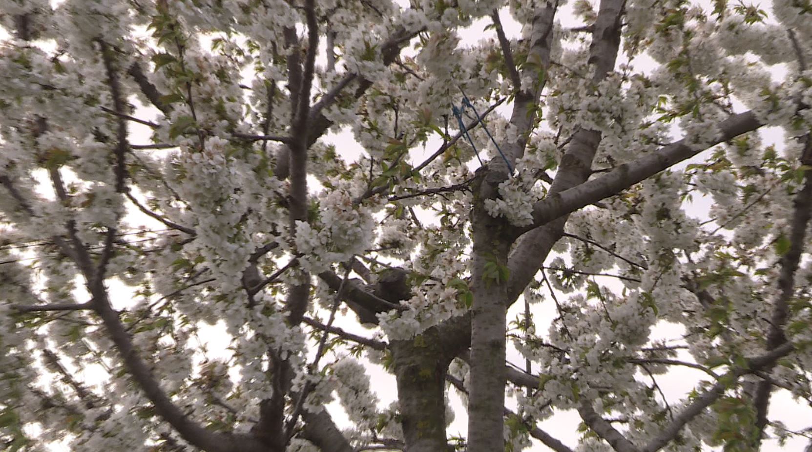 Brusco calo delle temperature, allarme per gli alberi da frutto e le coltivazioni