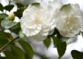 Camelia rara