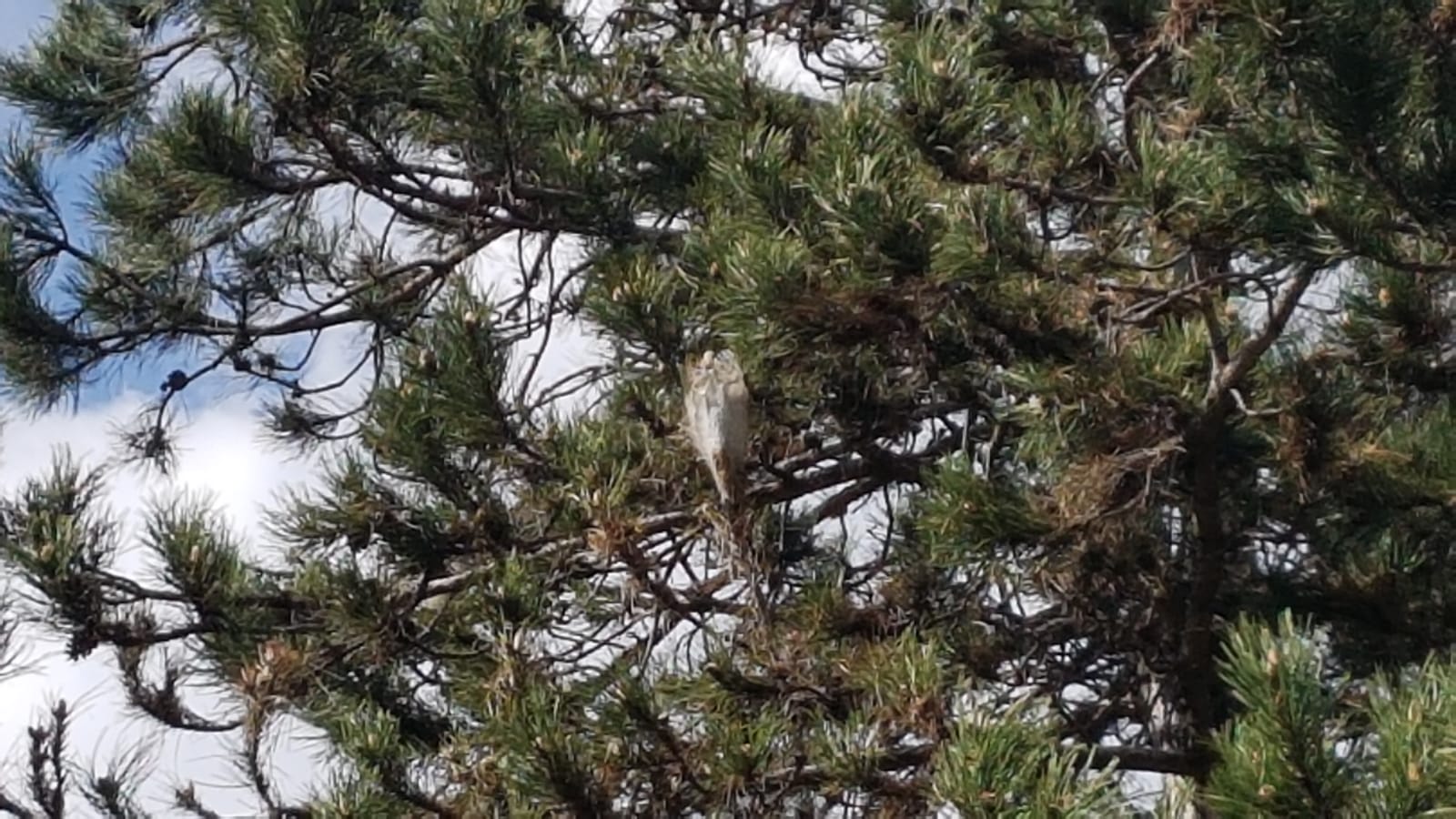Processionaria nel giardino della scuola, irritazioni per 10 bimbi