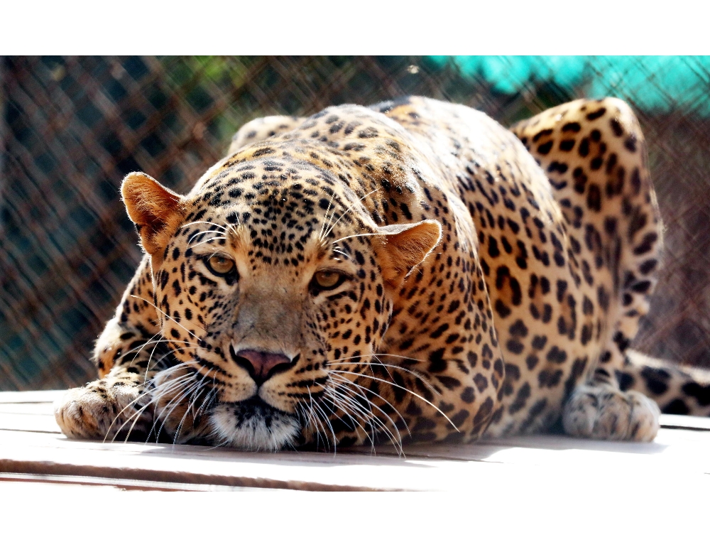 Cina Tre Leopardi Fuggono Dallo Zoo l allarme Dopo 7 Giorni EspansioneTv