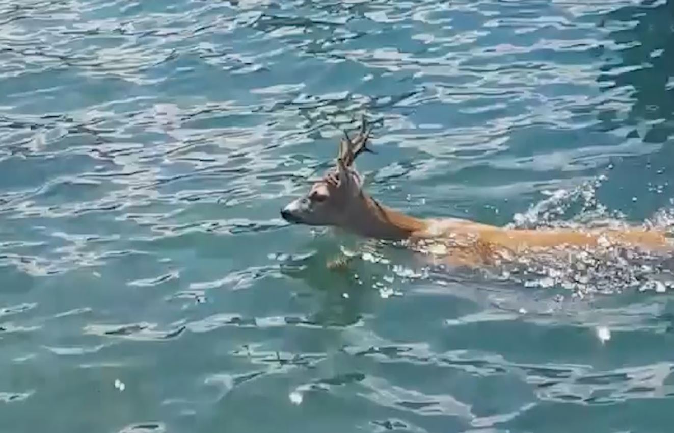 Bellagio, un capriolo nuota fino a riva e fugge in paese