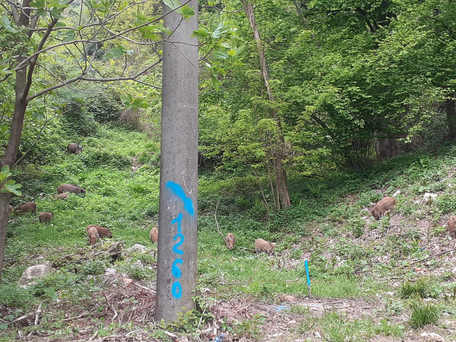 Civiglio (Como), tredici cinghiali una fotografia