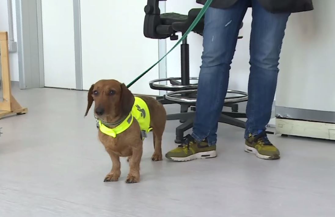 Ecco Otto: il cane in grado di fiutare il Covid