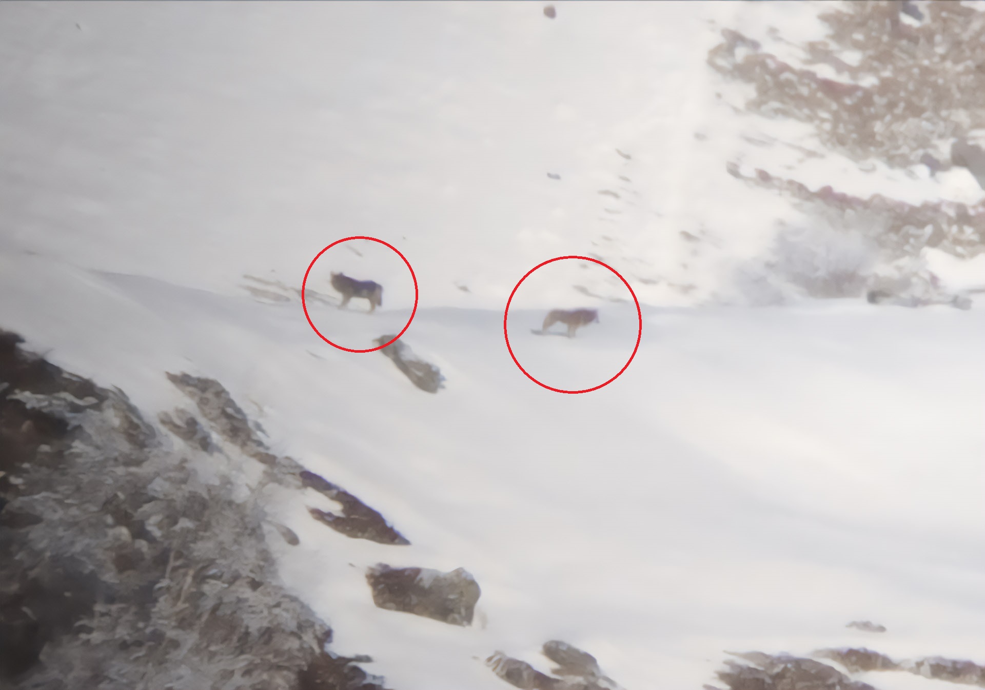 Branco di lupi in Altolario: gli esemplari avvistati sopra Garzeno