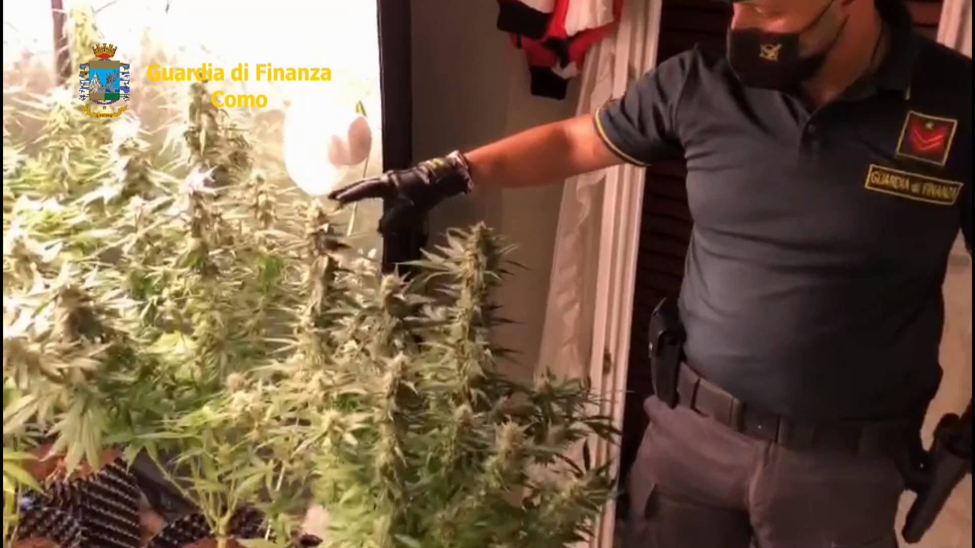 Coltivava marijuana in camera: arrestato 24enne ghanese