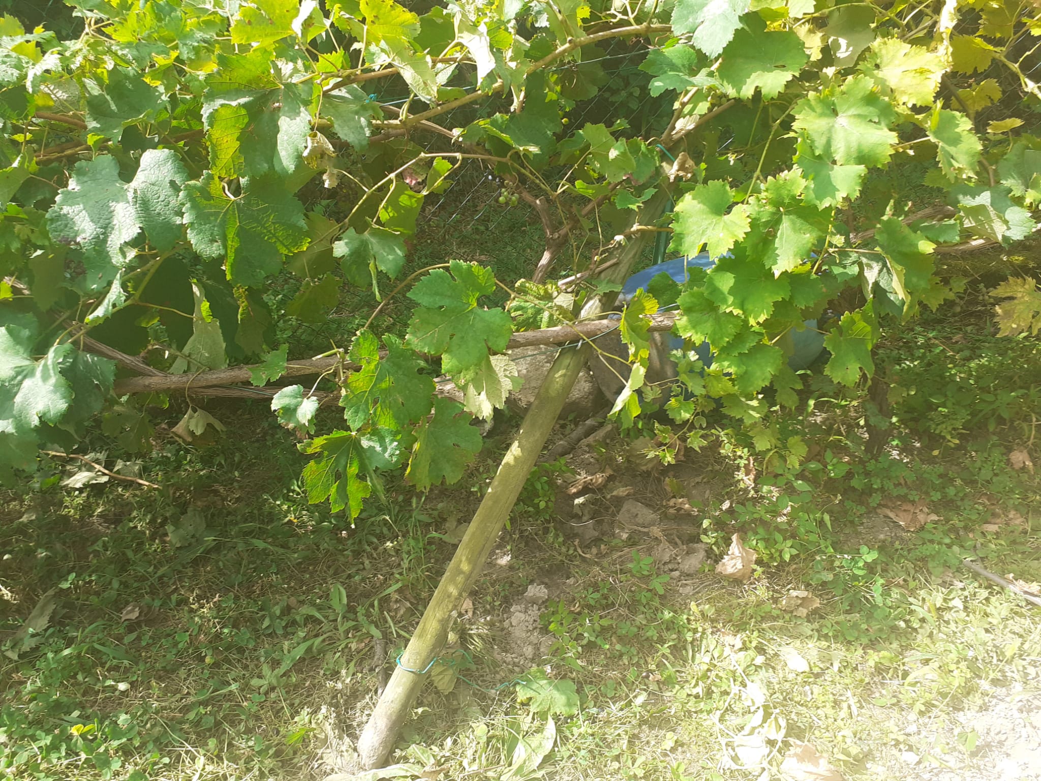 Vigna devastata dai cinghiali a Brunate, piante e frutti distrutti