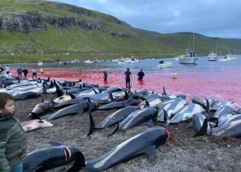 Domenica scorsa oltre 1.400 esemplari uccisi in un giorno