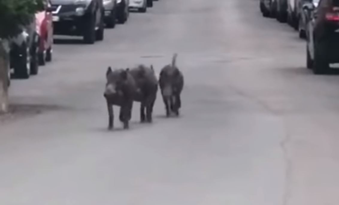 Animali selvatici, 300 incidenti stradali in un anno: i numeri dell’attività della polizia provinciale di Como