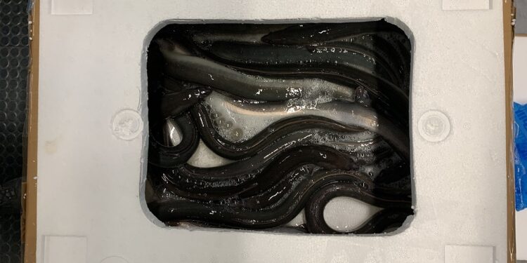 anguille in una scatola di polistirolo