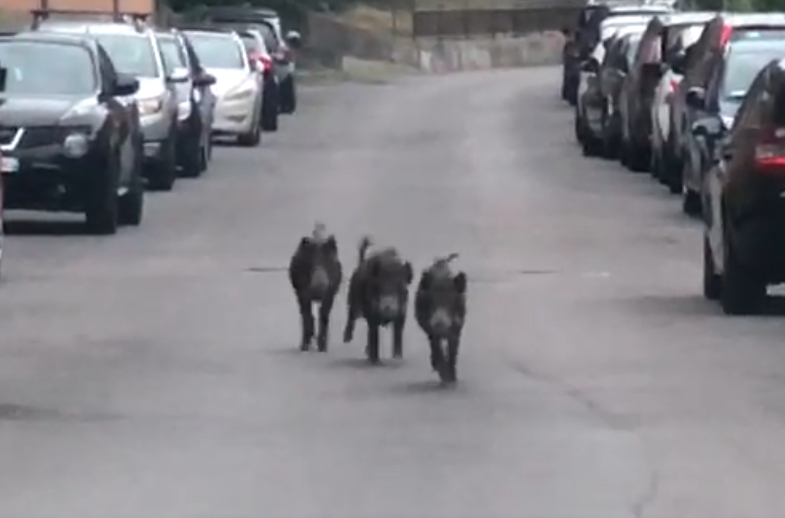 Cinghiali nel Comasco: in un anno incremento del 200% degli esemplari