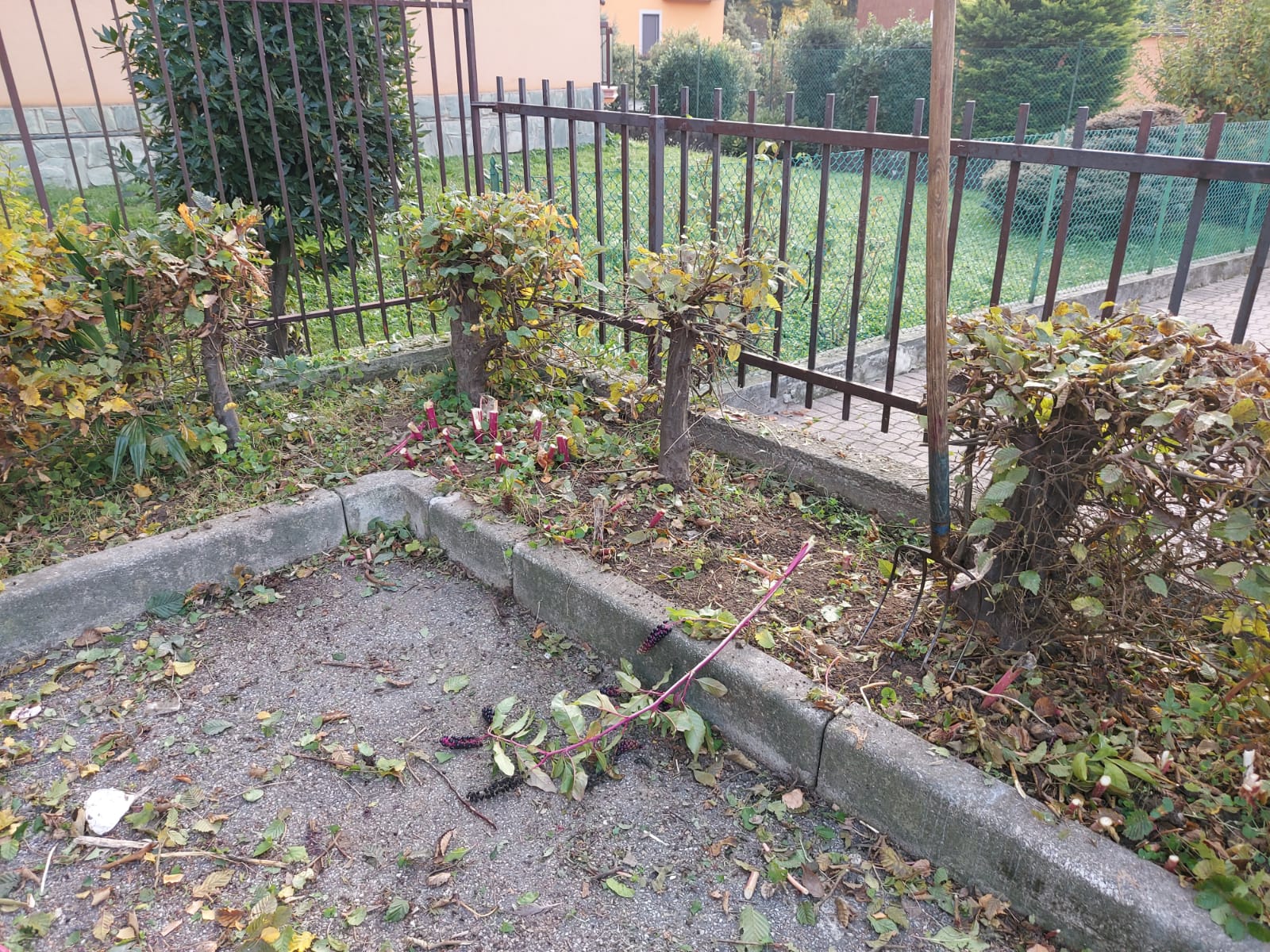 Rebbio, erba alta e rami pericolanti. Manutenzione del verde in via Grilloni