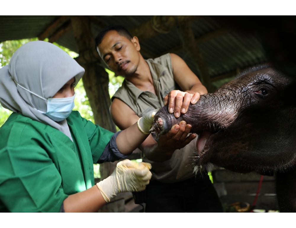Indonesia: muore elefantina a cui era stata amputata proboscide – EspansioneTv