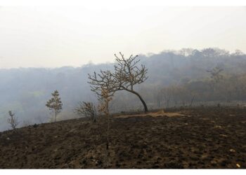 Per Imazon è l'area deforestata più grande dell'ultimo decennio