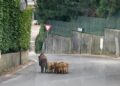 Cinghiali a spasso per strada