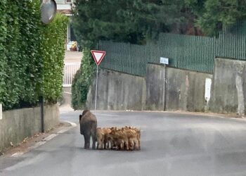 Cinghiali a spasso per strada