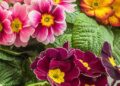 Fiori a rischio per il caro energia. Pimule