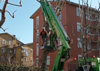 Lavori a Como potature