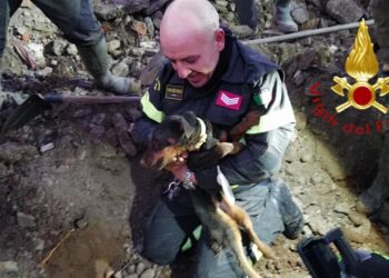 vigili del fuoco salvano cani