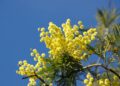 Natura in tilt. nella foto fiore di mimosa
