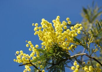 Natura in tilt. nella foto fiore di mimosa