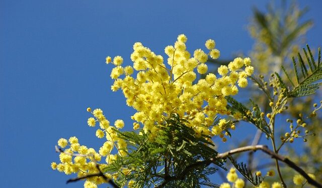 Natura in tilt. nella foto fiore di mimosa