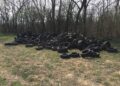 gomme abbandonate nel parco pineta