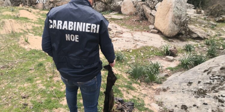 Blitz carabinieri tra Ogliastra