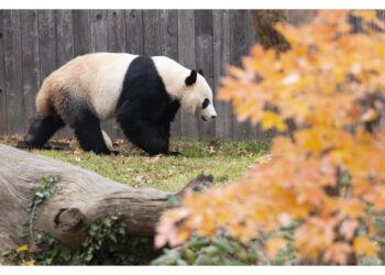 Il primo esemplare arrivò dopo la visita di Nixon in Cina