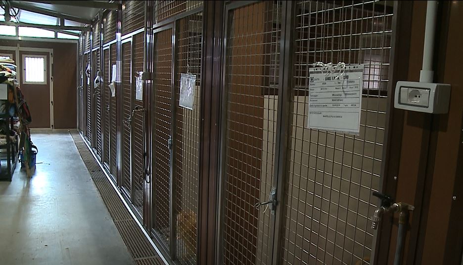 Uomo aggredito da due cani, denunciato il proprietario