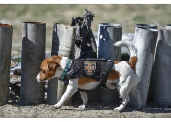 Il jack russell era stato premiato da Zelensky l'8 maggio