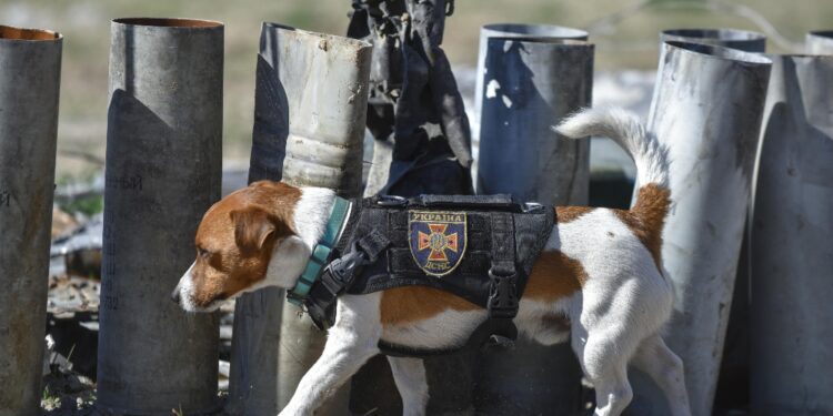 Il jack russell era stato premiato da Zelensky l'8 maggio