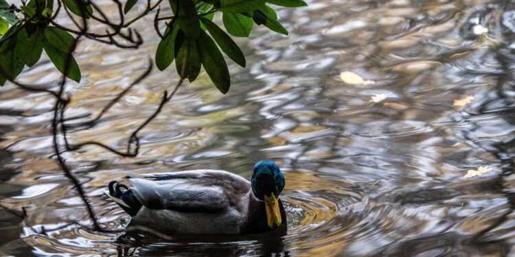 Sono della specie Germano reale