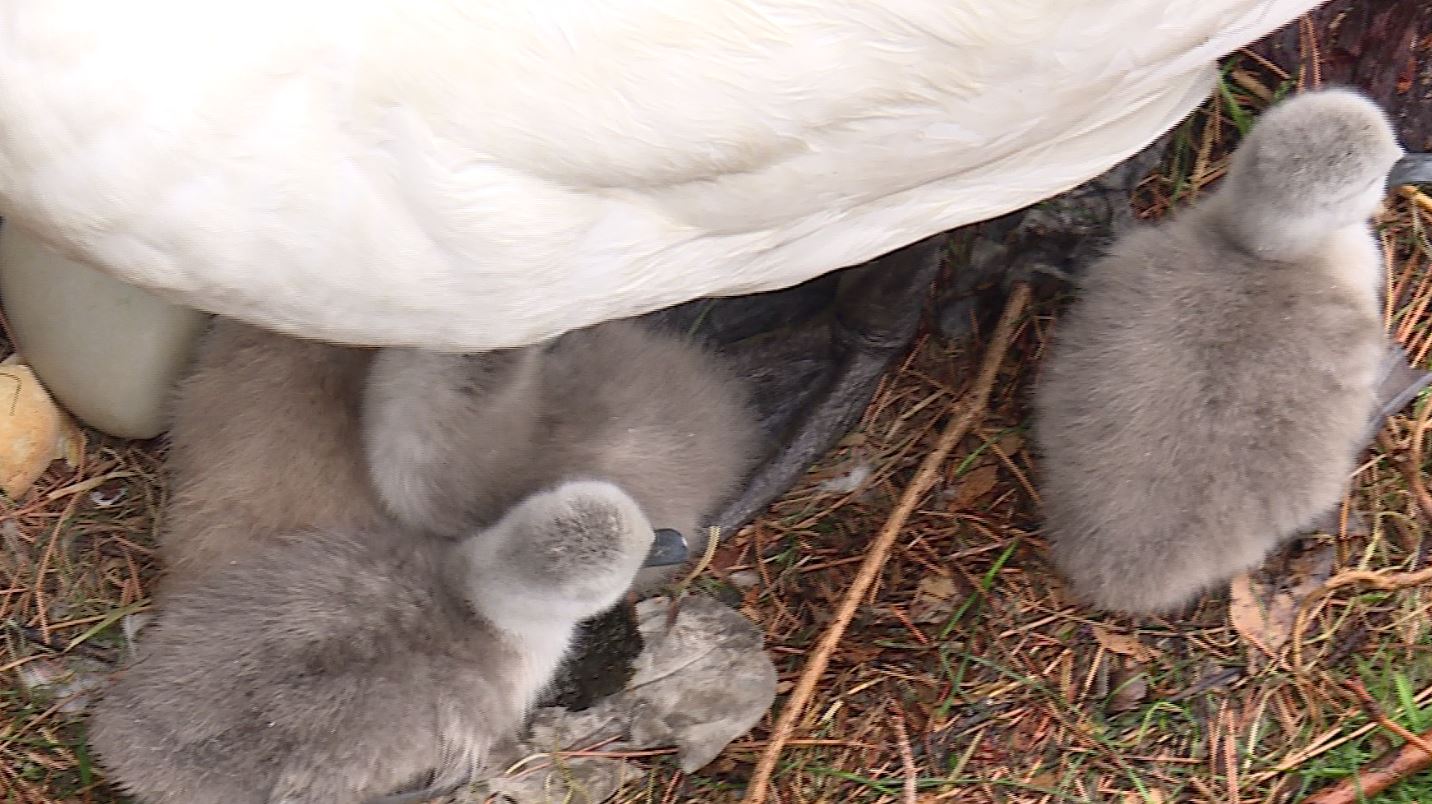 Nati cinque cigni nel nido sul lungolago di Como