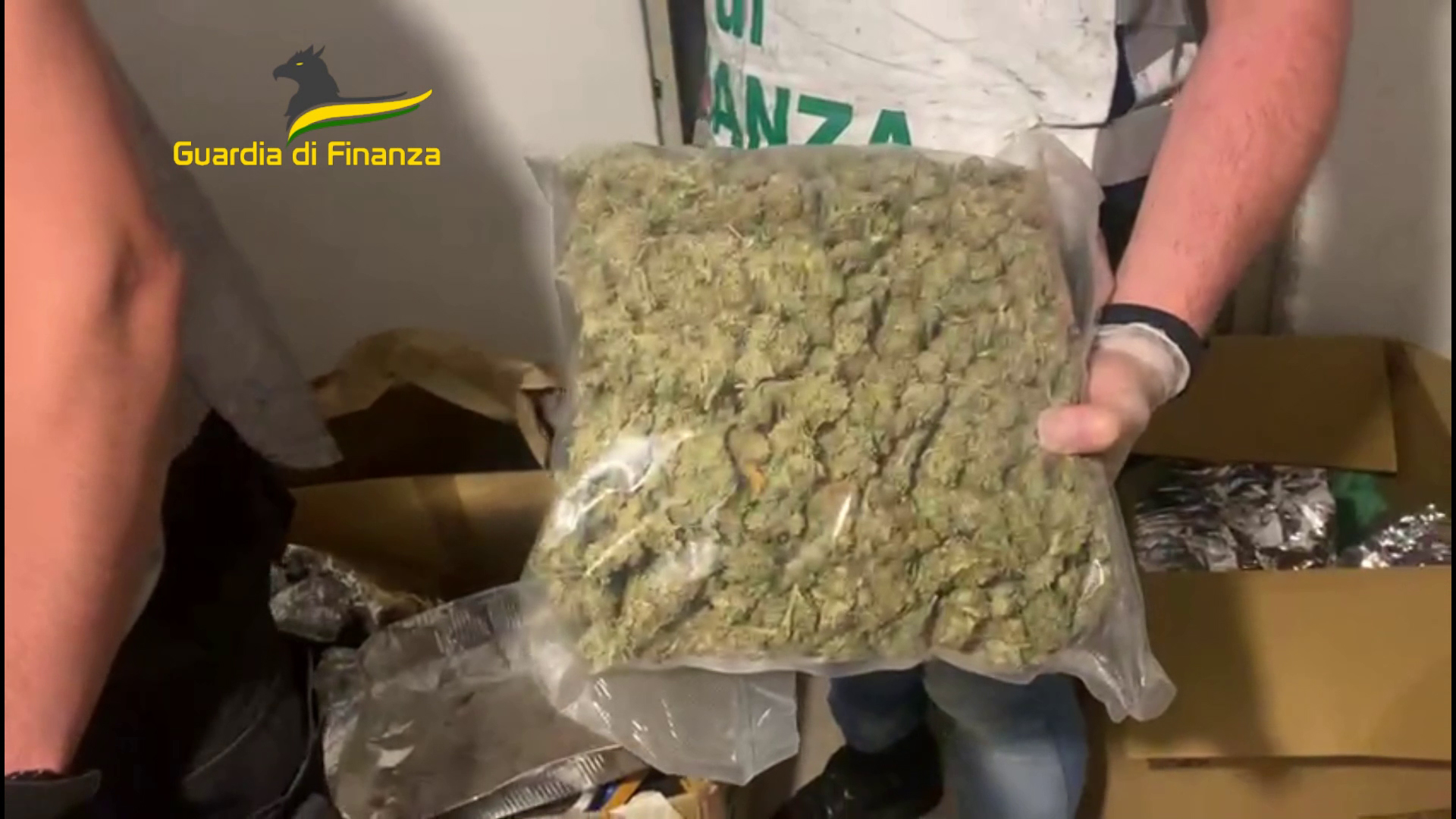 Piante di marijuana in casa, avrebbero fruttato guadagni per 20mila euro