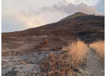 Dopo il disastroso incendio divampato il 25 maggio