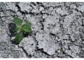 Per avviare misure straordinarie ed emergenziali sul territorio