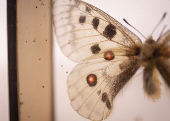 lieco volta, collezioni storia naturale