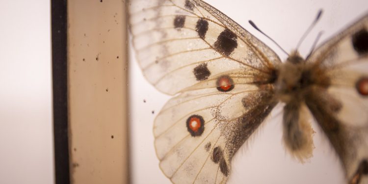 lieco volta, collezioni storia naturale