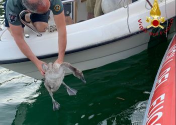 cigno salvato dai vigili del fuoco