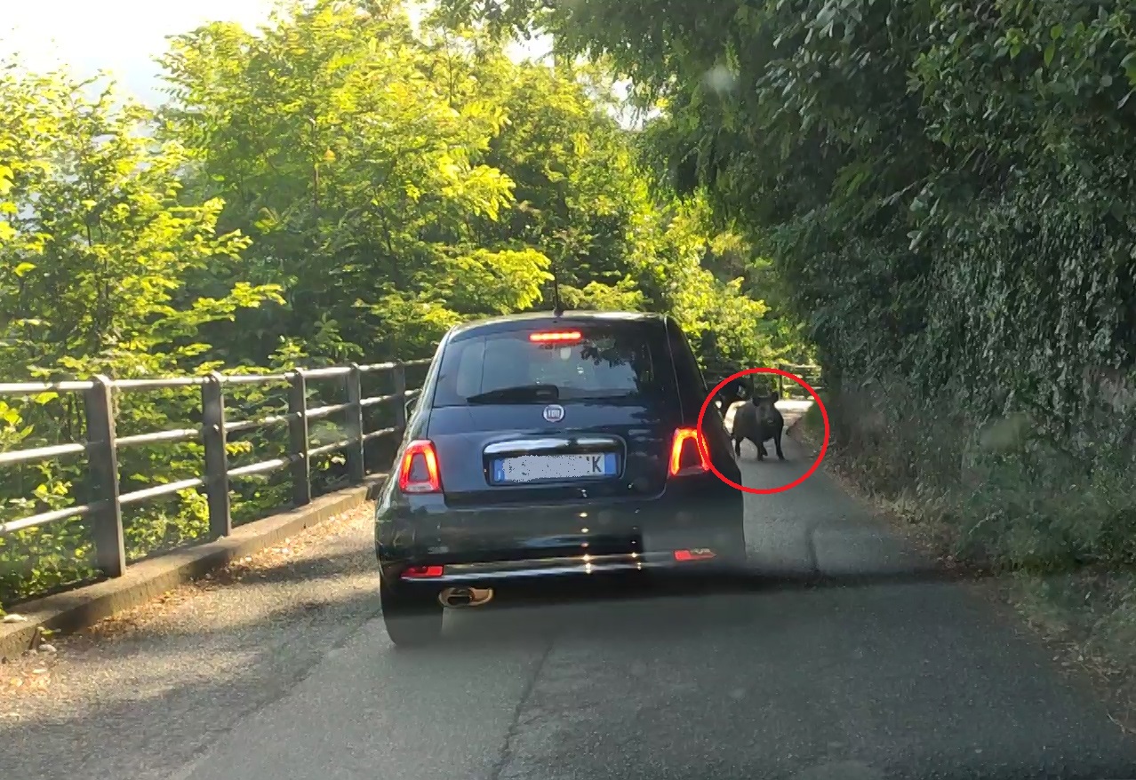 Como, cinghiale in Valfresca sbuca dal bosco di fianco a un’auto