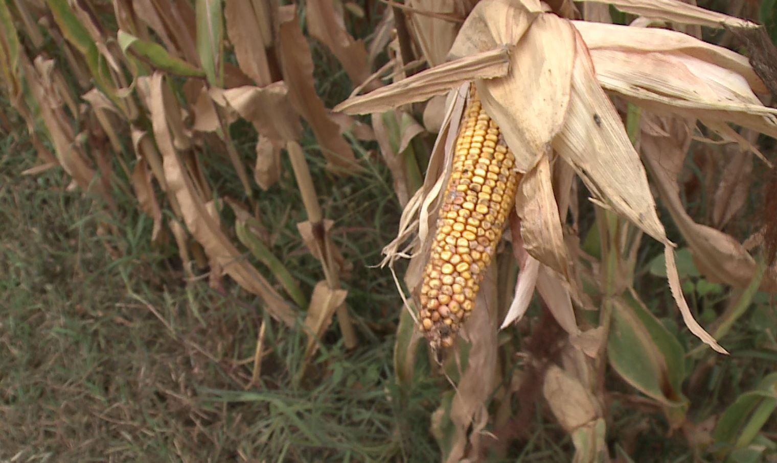 Siccità, sindaci tra consigli e ordinanze anti spreco