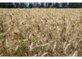 La circolazione potrebbe riprendere nei prossimi giorni