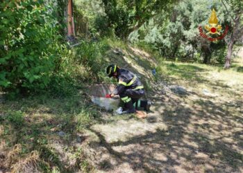 A Cingoli. Recuperata con tecniche Saf e trasportata in opedale