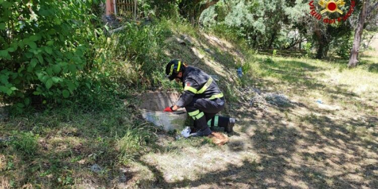 A Cingoli. Recuperata con tecniche Saf e trasportata in opedale