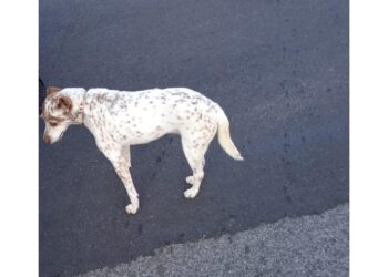 Animale lasciato a 35 gradi a Reggio Calabria
