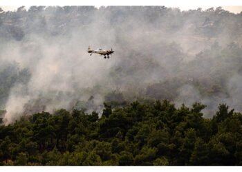 Centinaia tentano di salvare la foresta di Dadia