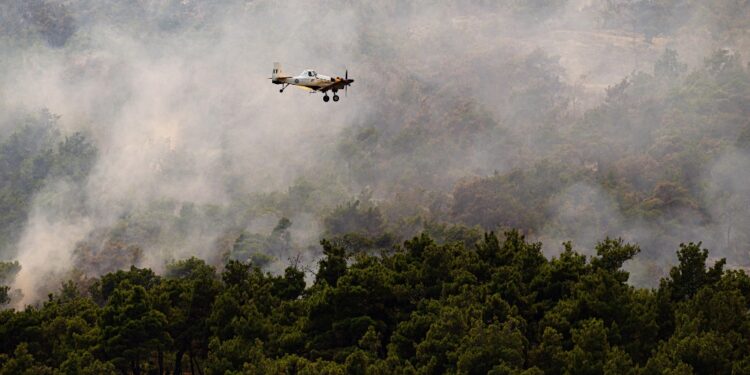 Centinaia tentano di salvare la foresta di Dadia