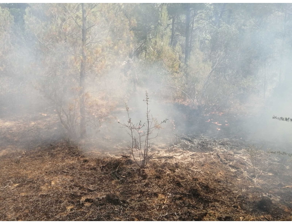 Incendi: brucia da 50 ore bosco nel Nord Barese